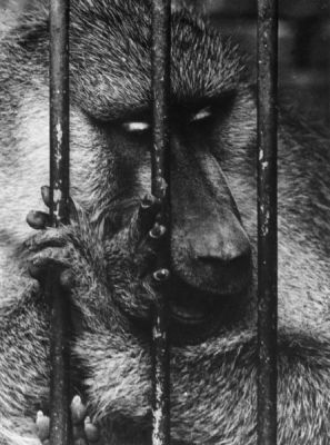 Monkey_behind_bars