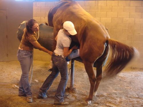 Girls collect horse semen